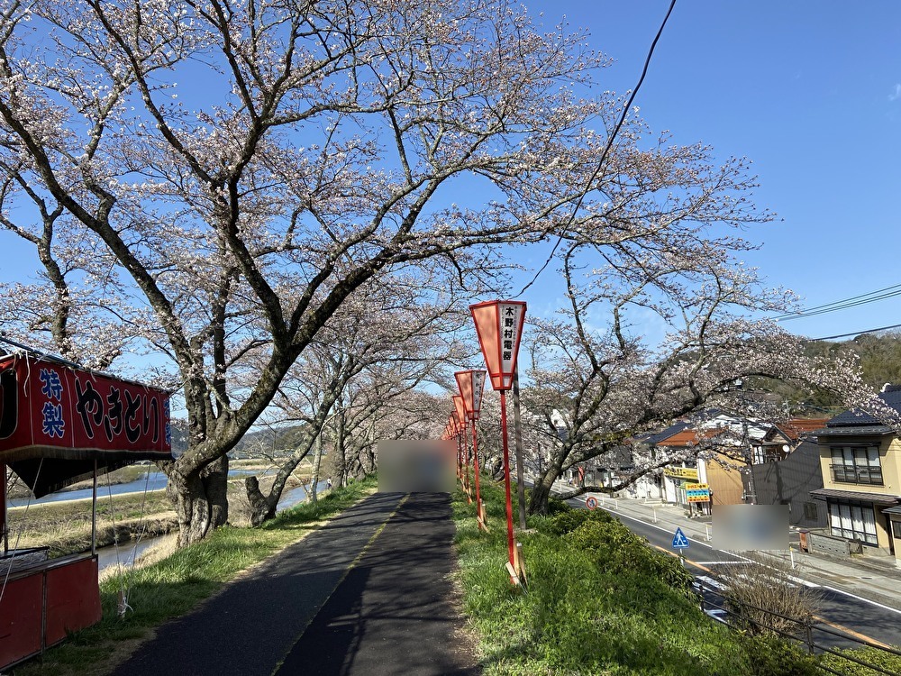 斐伊川堤防桜並木の桜が開花し始めた