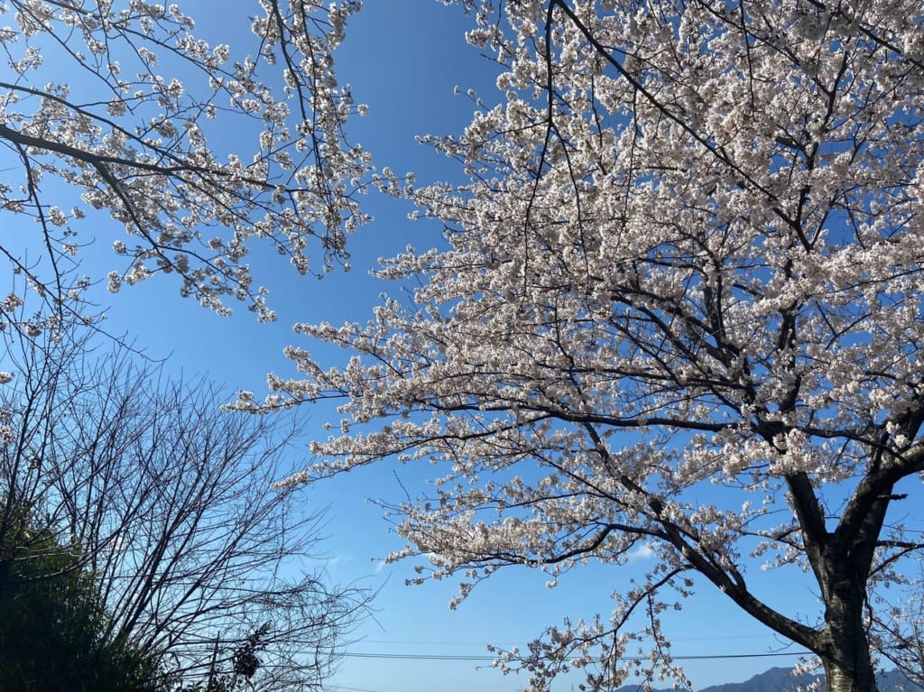 桜
