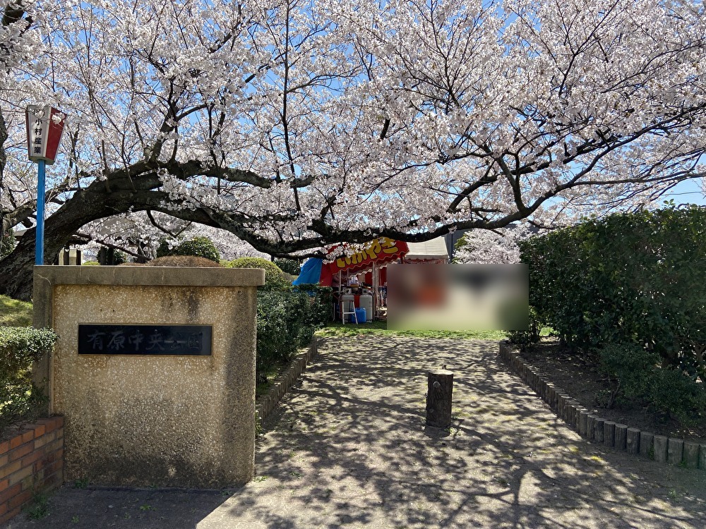 桜が満開な有原中央公園