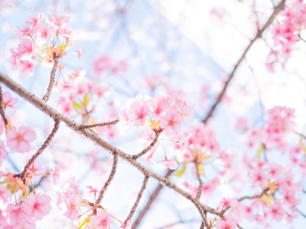 桜春分の日