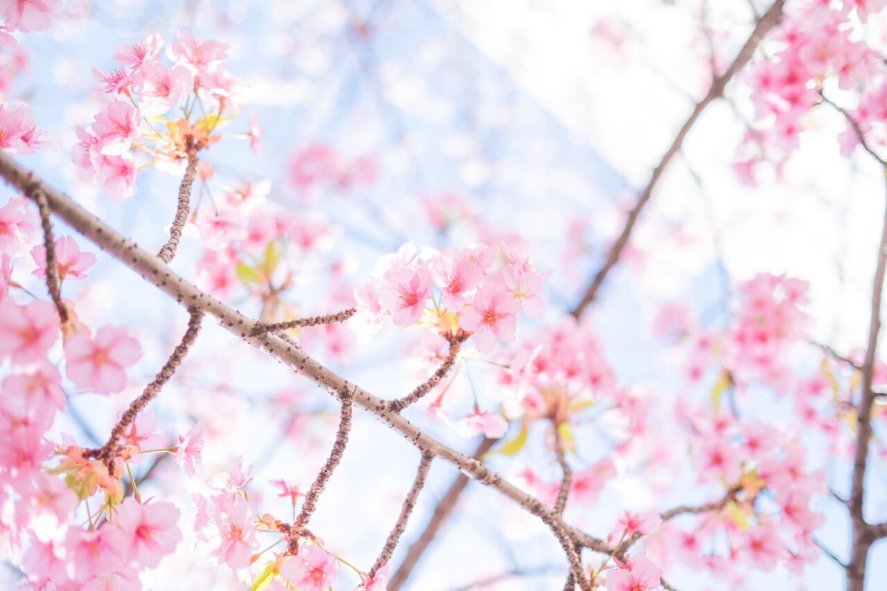 桜春分の日