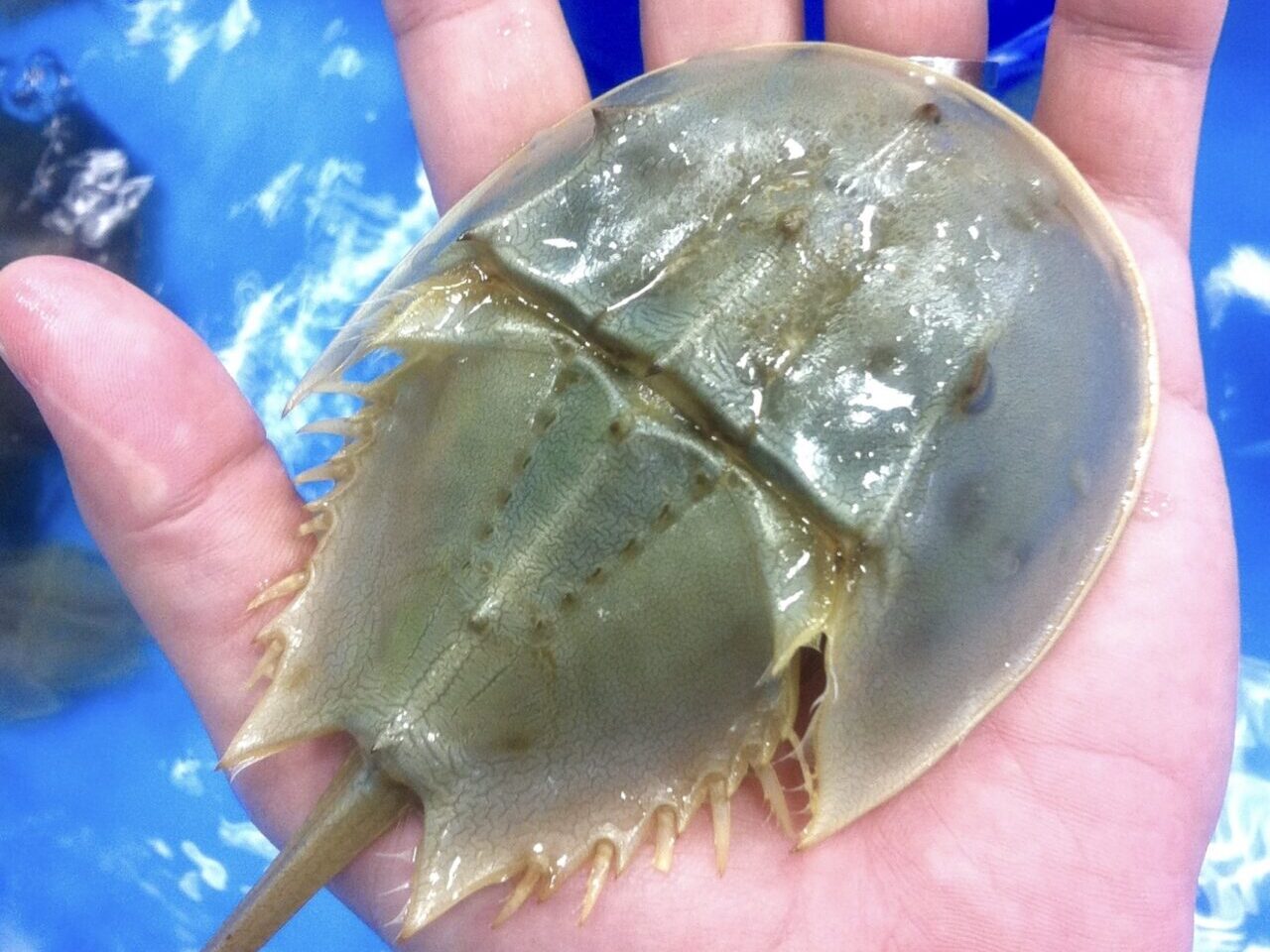 カブトガニ水族館