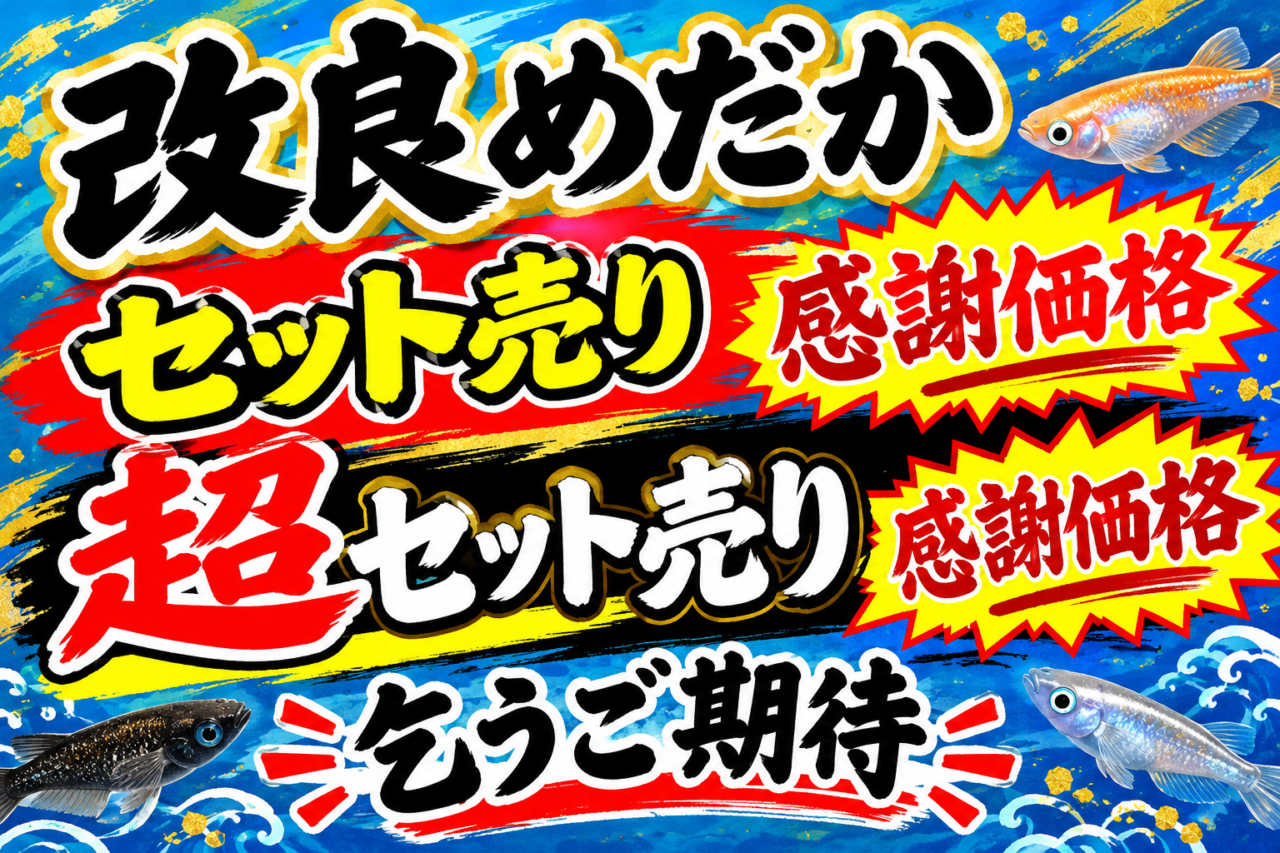 めだか屋こう